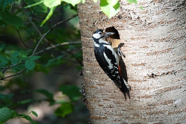 Kogi State Bird Research